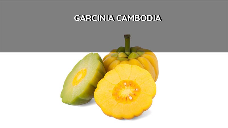 garcinia cambodia viktminskning